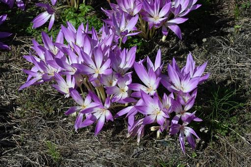 近所の庭に咲いたコルチカムの花 近所の庭に咲いたコルチカムの花 ガーデニング,薄紫の花,秋の花の写真素材