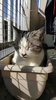うえきのうえのねこ うえきのうえのねこ 猫,ネコ,動物の写真素材
