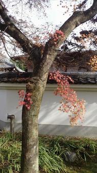 慎ましい紅葉の枝垂れ 慎ましい紅葉の枝垂れ もみじ,庭園,天龍寺の写真素材