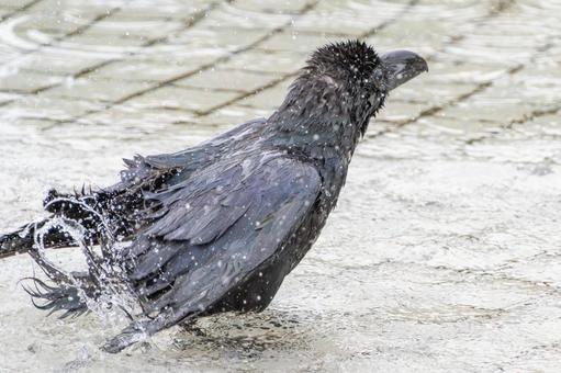 水浴びをするカラス 水浴びをするカラス カラス,鳥,水の写真素材