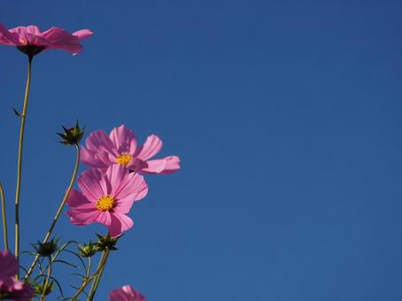 コスモス01 コスモス01 コスモス,ピンク,秋の写真素材