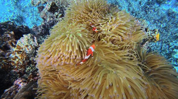 ニモ クマノミ,海の中,生き物の写真素材