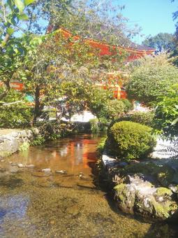 京都 上賀茂神社 秋 風景 風景 紅葉の写真