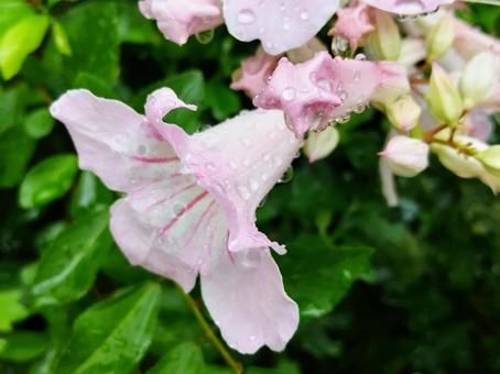 トランペット状の可愛らしい花の写真