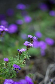 バーベナ バーベナ,タピアン,紫の花の写真素材