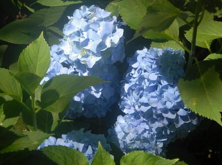 あじさい あじさいの写真