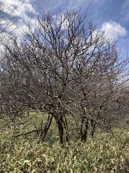高ボッチ高原 高ボッチ高原の写真