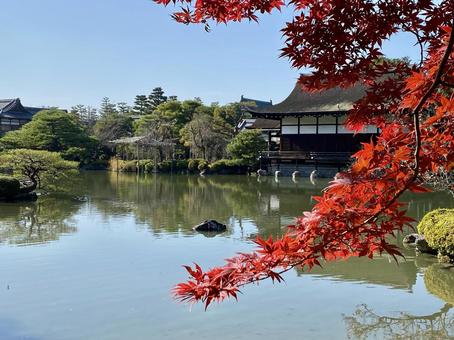 平安神宮神苑 平安神宮,紅葉,もみじの写真素材