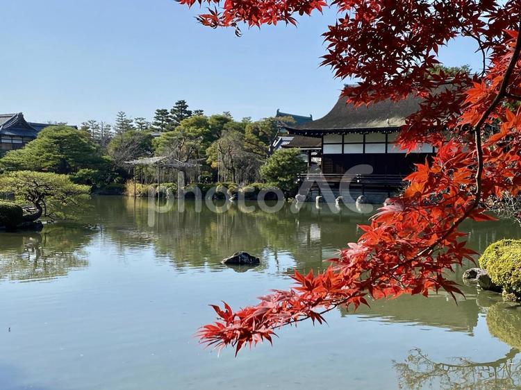 平安神宮神苑 平安神宮,紅葉,もみじの写真素材