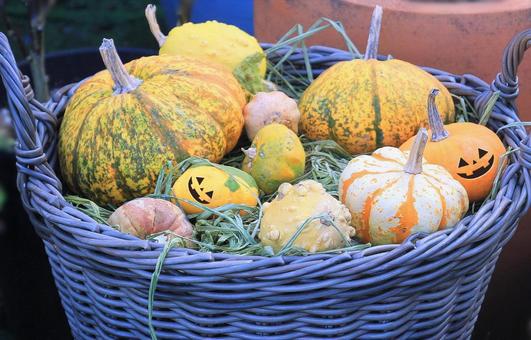 ハロウィン・色々カボチャ/とっとり花回廊 ハロウィン・色々カボチャ/とっとり花回廊 ハロウィン,カボチャ,西洋カボチャの写真素材