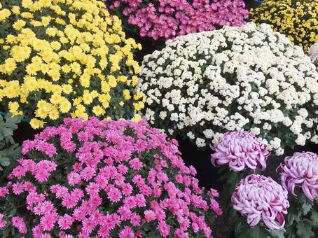 菊の花 菊,秋,秋の花の写真素材