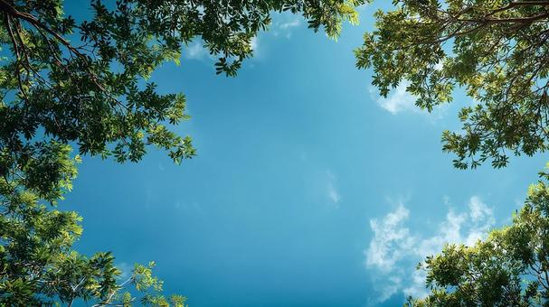 澄みわたる空と葉 澄みわたる空と葉の写真