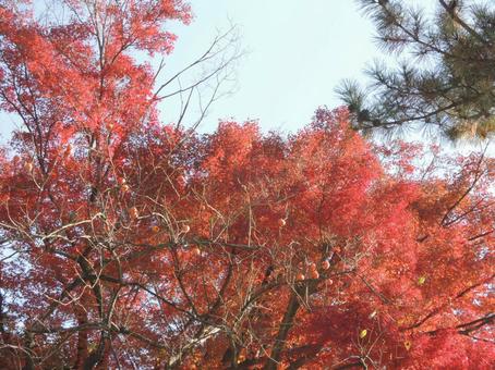 Autumn leaves red, JPG