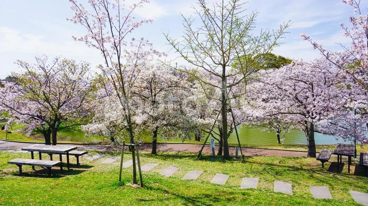 公園の桜とベンチ 桜,ベンチ,風景の写真素材