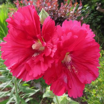 タチアオイ タチアオイ タチアオイ,花,花びらの写真素材