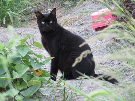 猫 猫の写真