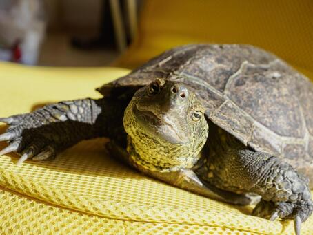 陽だまりでポーズするカメ カメ,ペット,動物の写真素材