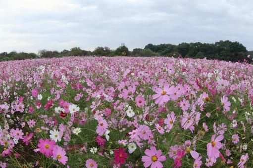 コスモス畑 コスモス,秋,10月の写真素材
