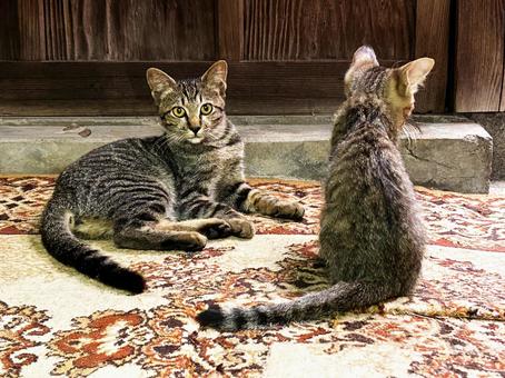 仲の良い親子猫 仲の良い親子猫の写真