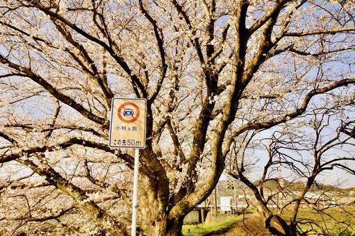 踏み切り近くで満開になった桜の大木 桜,満開,春の写真素材