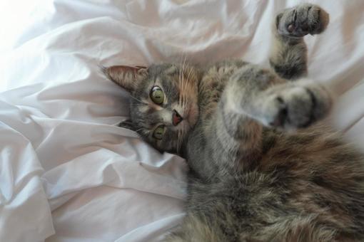 ゴロン猫 ゴロン猫の写真