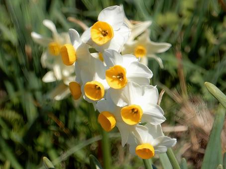 [Flower photo] Daffodil flower, JPG