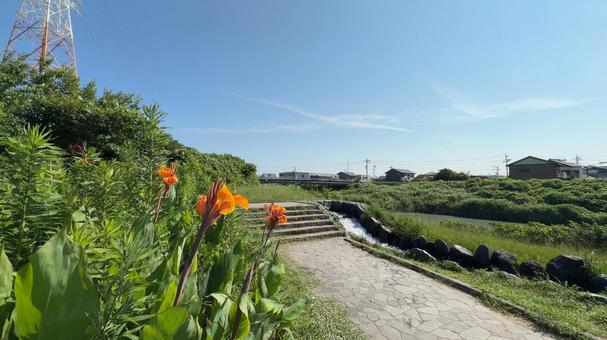 公園に咲く花 夏,馬込川みずべの公園,公園の写真素材