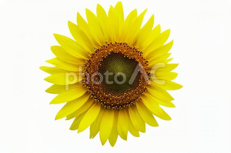 ひまわり　白抜き 白抜き,白バック,白の写真素材