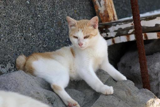 あたりを窺う岩場の白茶猫② あたりを窺う岩場の白茶猫②の写真