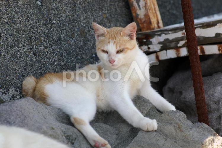 あたりを窺う岩場の白茶猫② ネコ,ノラ猫,白茶猫の写真素材