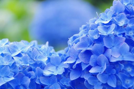 Hydrangea, JPG