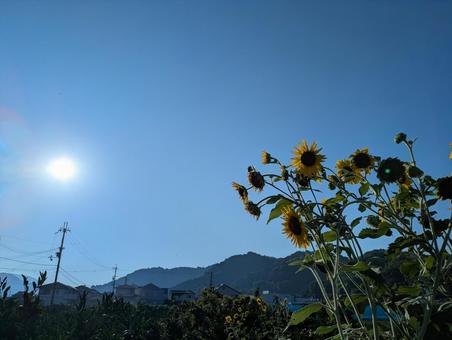 ひまわりと太陽 ひまわりと太陽 ひまわり,日差し,太陽の写真素材