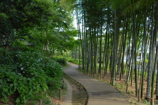 柏の宮公園の竹やぶと道 柏の宮公園の竹やぶと道 柏の宮公園,道,竹の写真素材