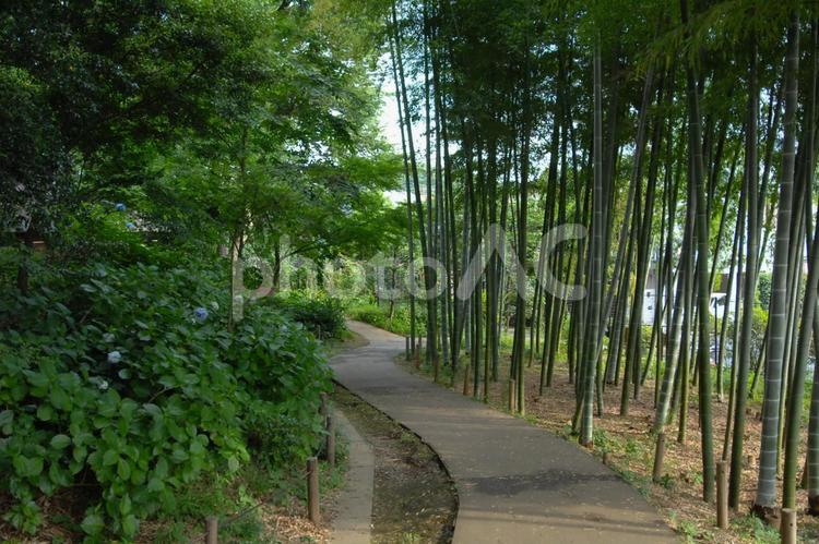 柏の宮公園の竹やぶと道 柏の宮公園,道,竹の写真素材