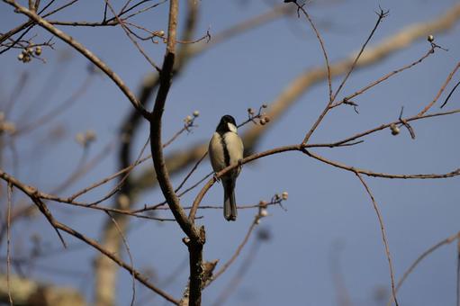 シジュウカラ シジュウカラの写真
