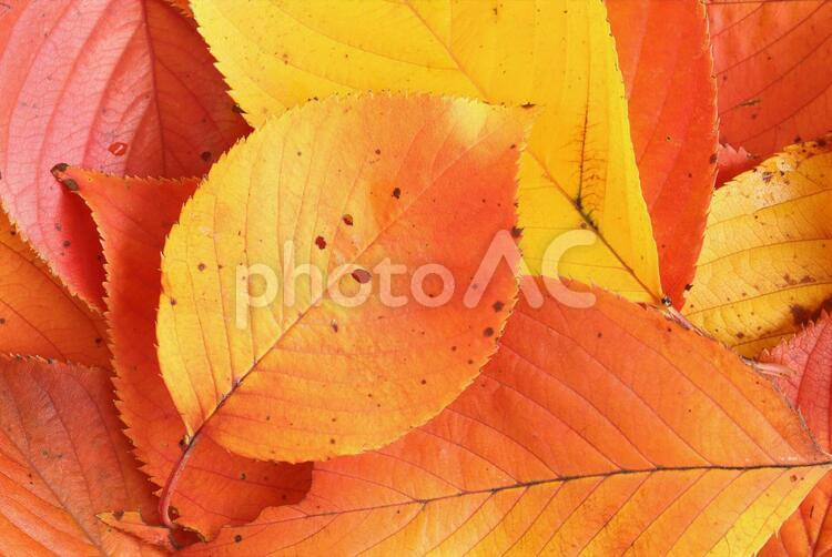 紅葉　サクラ　秋のイメージ サクラ,紅葉,落葉の写真素材