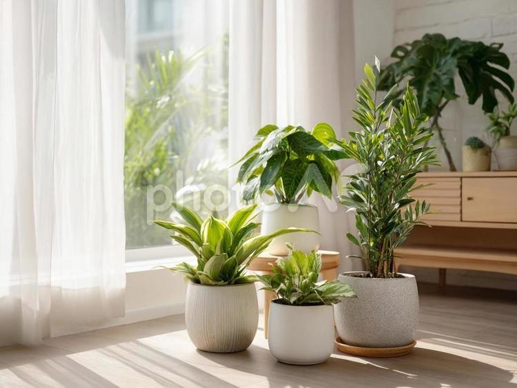 たくさんの観葉植物 観葉植物,インテリア,自然光の写真素材