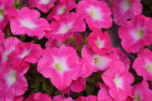 満開のピンクの花のペチュニアのアップ 満開のピンクの花のペチュニアのアップの写真