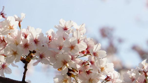 空と桜 空と桜の写真