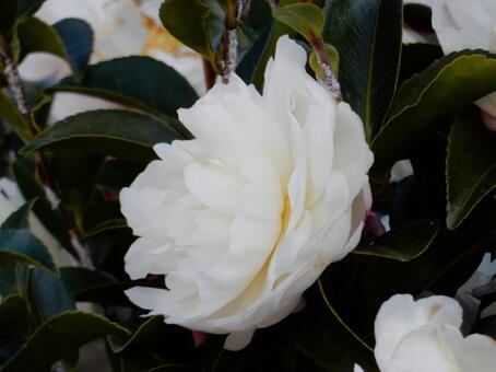 【花の写真】サザンカ（山茶花） サザンカ,山茶花,植物の写真素材