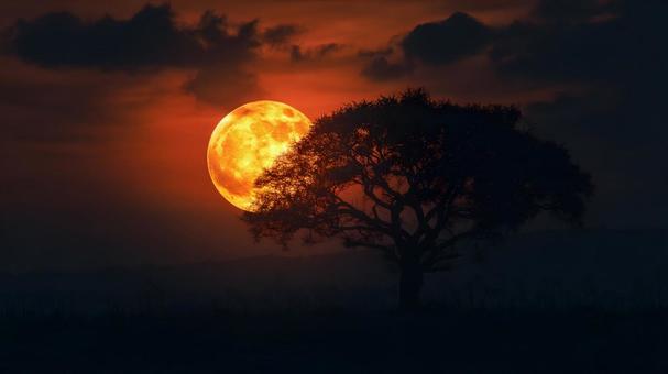 満月とシルエットツリーの幻想的な夜景 満月とシルエットツリーの幻想的な夜景の写真