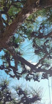 森林 森林の写真