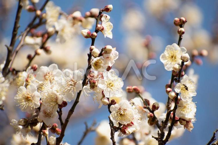 冬の陽ざしの元で春を知らせる白梅 白梅,梅の花,木々の写真素材