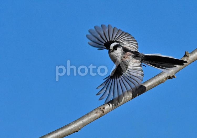 羽を広げるエナガ2 エナガ,野鳥,羽を広げるの写真素材