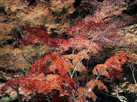 紅葉 紅葉,夜空,ライトアップの写真素材