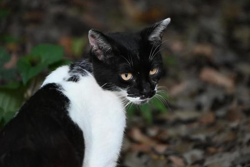 京都浄瑠璃寺のにゃんこ 1匹,のらねこ,屋外の写真素材
