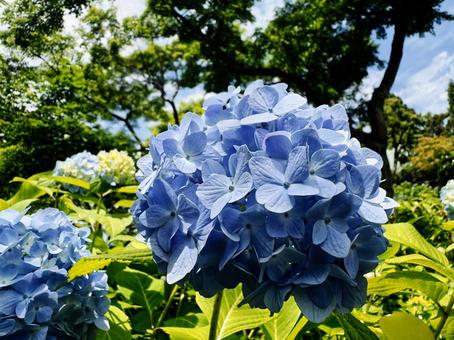 Photo, flower, plant, hydrangea, 