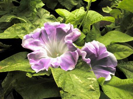 Photo, morning glory, a flower, cranial nature, 