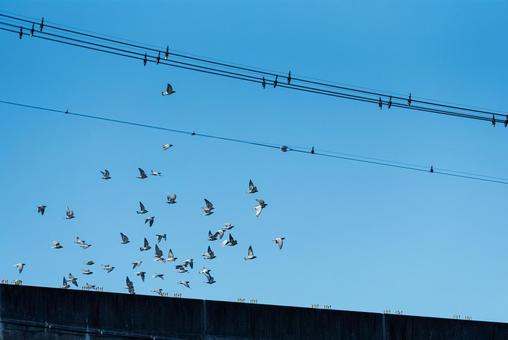 宙を舞うハトの群れ ハト,野鳥,鳥の写真素材