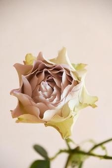 ラピスヴェール ラピスヴェール,紫,ばらの写真素材